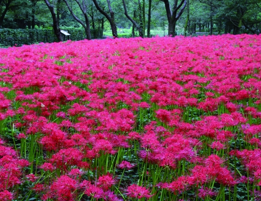 野川公園