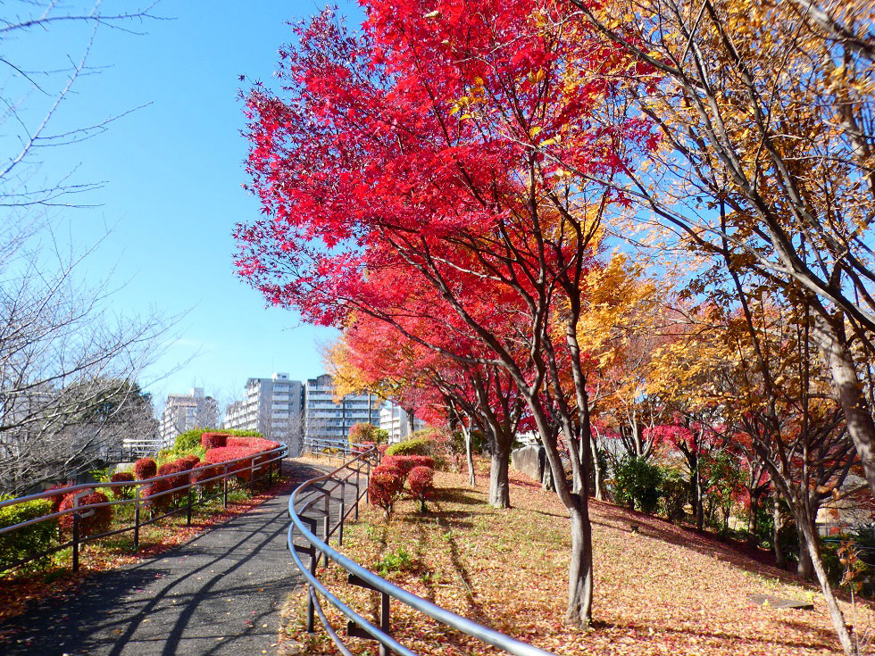 公園の見どころ